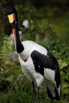 Saddle-Billed Stork with Beak Tucked In