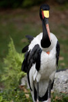 Saddle-Billed Stork