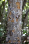 Saffron Plum Bark