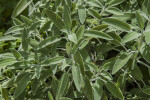 Sage Leaves