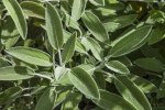 Sage Leaves Close-Up