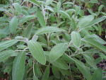 Sage Leaves