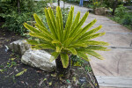 Sago Palm