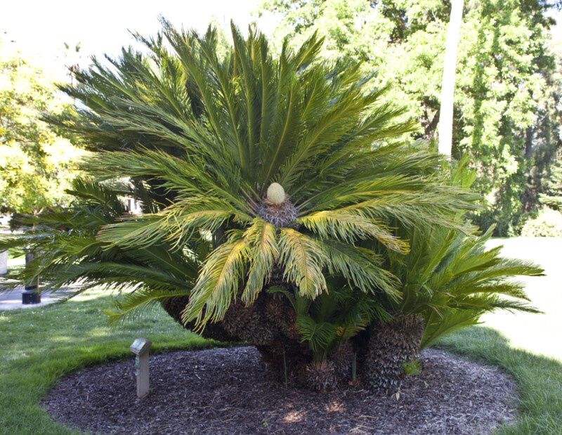 Sago Palm at Capitol Park in Sacramento