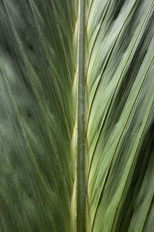 Salacca magnifica Palm Frond Up-Close