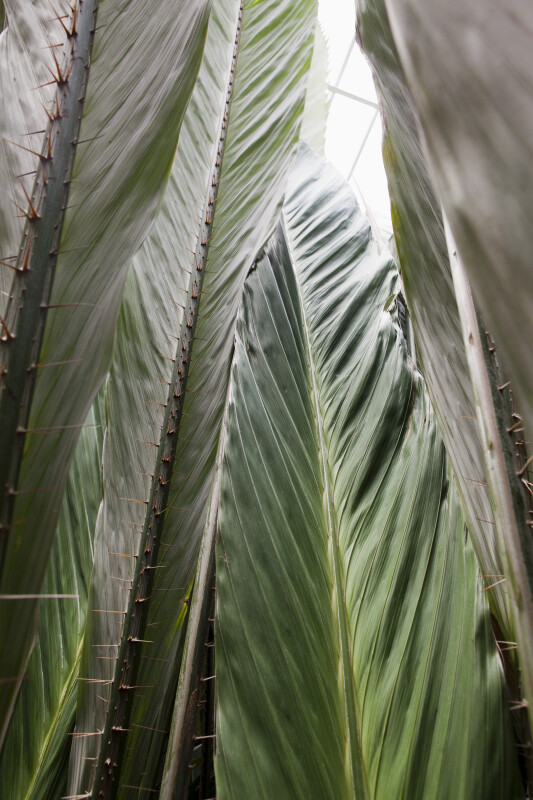 Salacca magnifica Palm Fronds