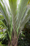 Salacca magnifica Palm  Tree