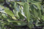 Salty Mangrove Leaves