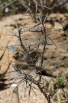 Salvadora angustifolia Tree