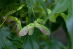 Samara of a Japanese Maple