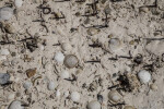 Sand Covered in Shells at Biscayne National Park