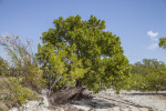 Sand Dune at Biscayne National Park