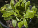 Sand Live Oak Leaves