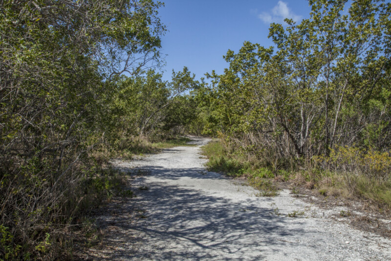 Sand Trail Running Through Medium-Sized Trees