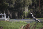 Sandhill Crane at Richloam