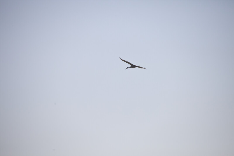Sandhill Crane Flying
