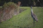 Sandhill Crane Honking