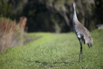 Sandhill Crane Turning Head