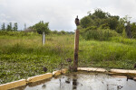 Sandhill Cranes Check Out Restoration Site