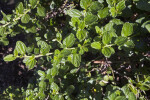 Santa Ana Carmel Creeper Leaves