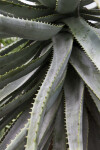 Sap on Aloe Leaves