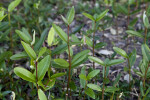 Saplings at the Florida Campgrounds of Everglades National Park