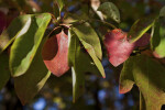 Sassafras Leaves Close-Up