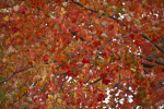 Sassafras Tree with Colorful Leaves