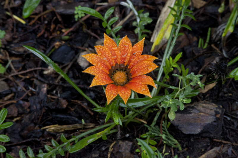 Saturated Orange Flower