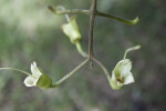 Sausage Tree Flowers