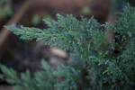 Savin Juniper Leaves