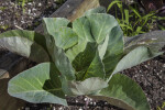Savoy Cabbage at The Fruit and Spice Park