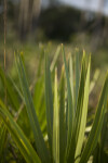 Saw Palmetto Detail