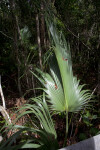 Saw Palmetto Frond