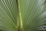 Saw Palmetto Frond Close-Up