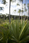 Saw Palmetto Fronds