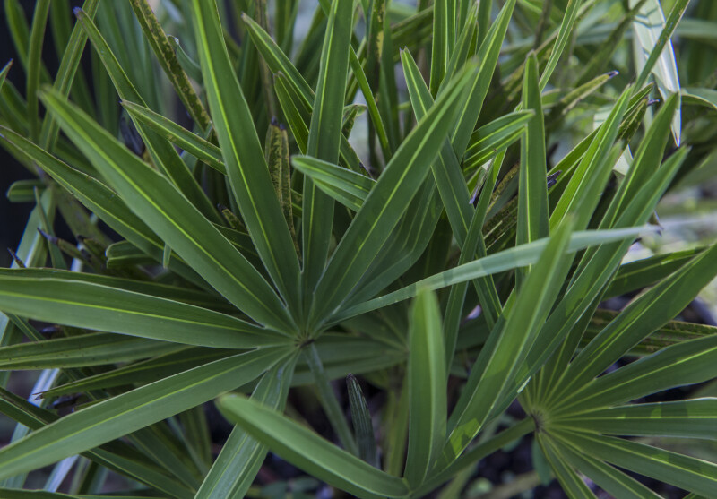 Saw Palmetto Leaves Close-Up