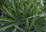 Saw Palmetto Leaves Close-Up