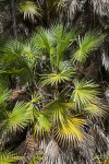 Saw Palmetto with Numerous Fronds