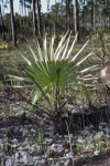 Saw Palmetto