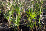 Saw Palmettos After Fire