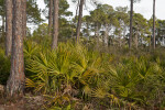 Saw Palmettos Amongst Pine Trees