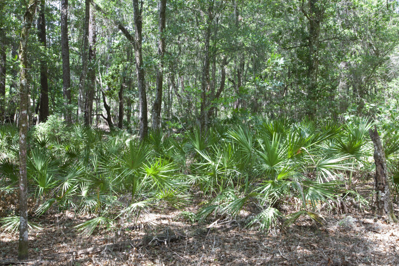 Saw Palmettos Amongst Taller Trees at Chinsegut Wildlife and Environmental Area