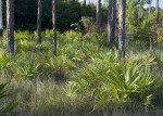 Saw Palmettos and Grass