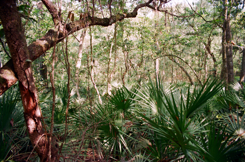 Saw Palmettos and Other Vegetation Along the Fort Caroline Nature Trail