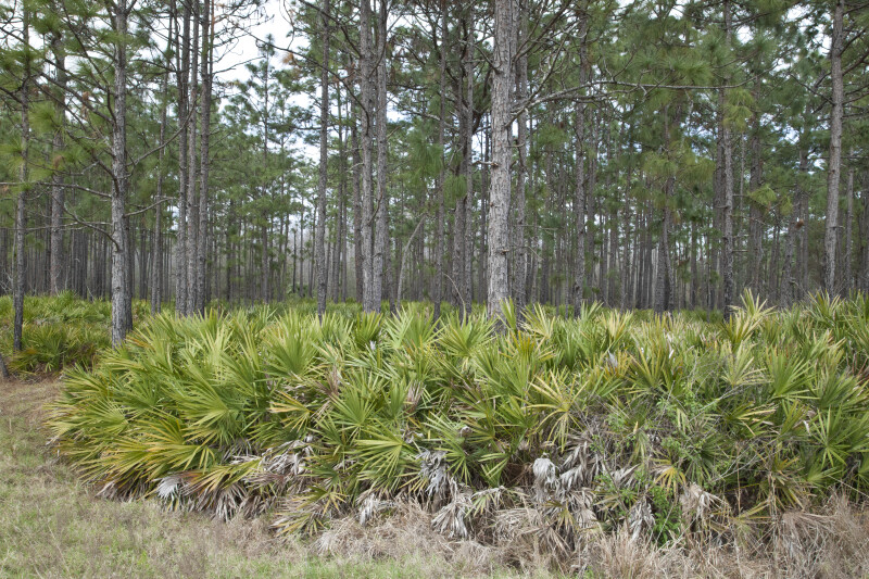 Saw Palmettos and Pine Trees at Colt Creek State Park