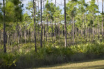 Saw Palmettos and Pine Trees