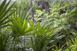 Saw Palmettos, Ferns, and Other Vegetation at the Kanapaha Botanical Gardens