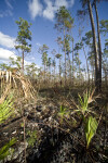 Saw Palmettos Growing from Bedrock