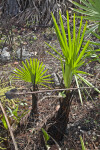 Saw Palmettos Regrowing